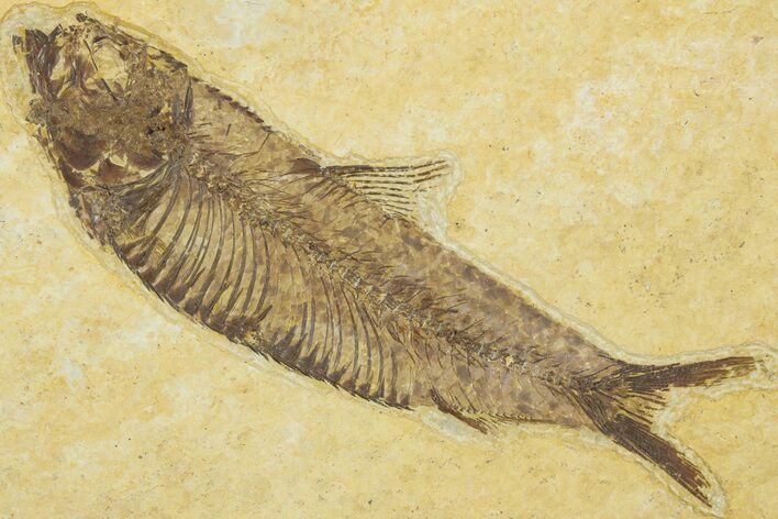 Detailed Fossil Fish (Knightia) - Wyoming #330831